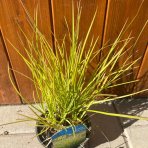 Ostrevka (Sesleria autumnalis) kont. C1.5L